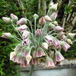 Alho decorativo da Siclia - Allium Siculum